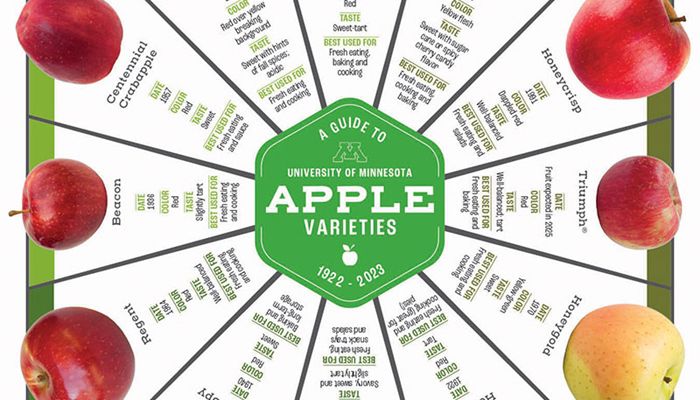 infographic with University of Minnesota apple varieties, copy found in text