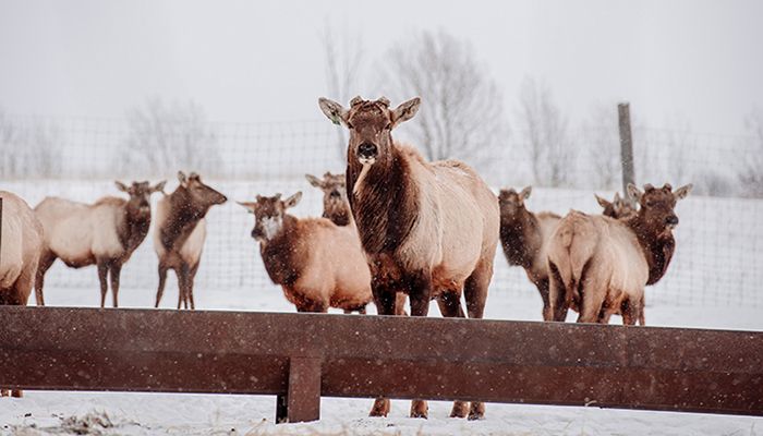 Group of elk standing at feeder