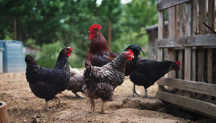 group of chickens by a coop