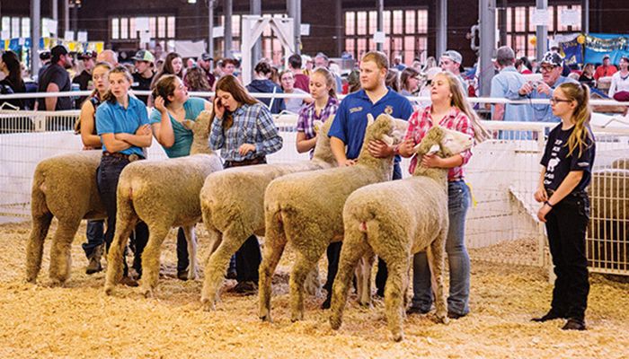 photo of youth exhibiting sheep standing in a line for judging