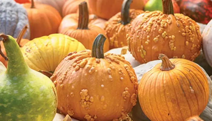 Photos of pumpkins and squash