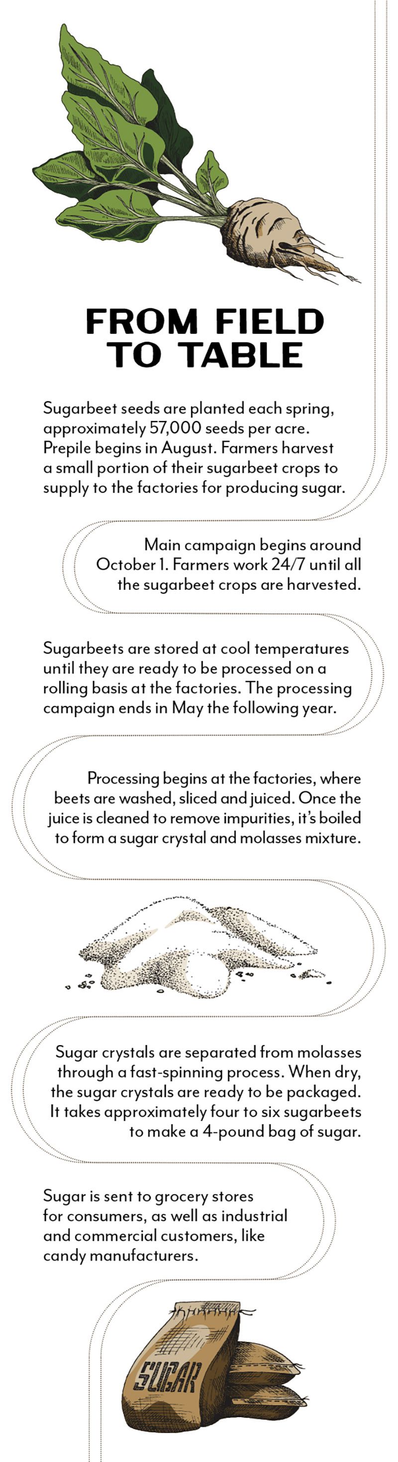 infographic with sugar production details, copy found in body