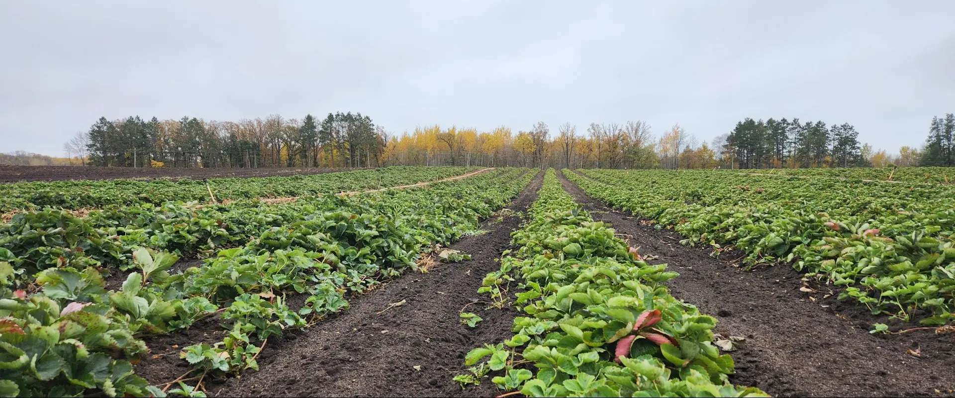 The Voice of Minnesota Agriculture