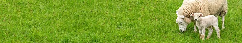 two sheep in a green field